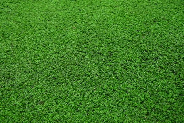 Kolorowy trawa zielony — Zdjęcie stockowe