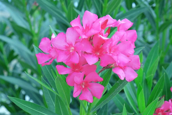 Bellissimi fiori rosa — Foto Stock