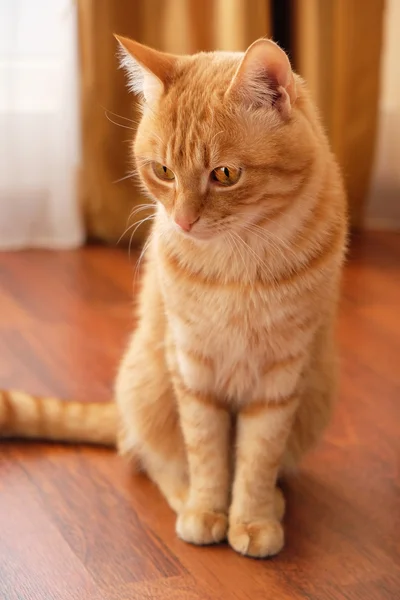 Evde oturan zencefil kedi — Stok fotoğraf