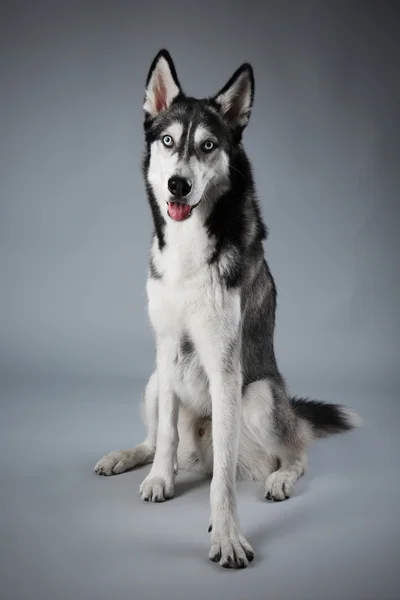 Young Husky zittend — Stockfoto