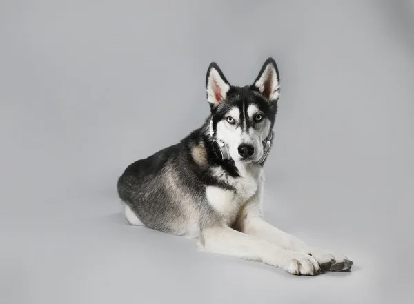 Joven Husky en gris —  Fotos de Stock