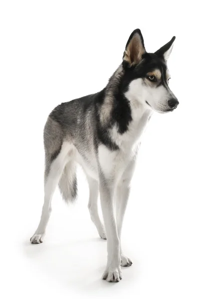 Siberiano Husky su bianco — Foto Stock