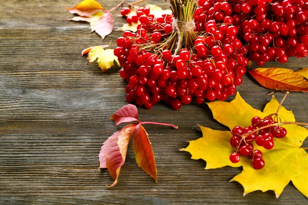 Gäng viburnum och färgglada löv — Stockfoto