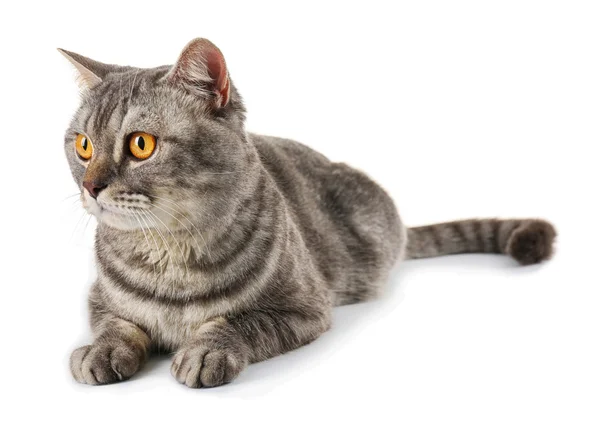 Güzel Gri kedi — Stok fotoğraf