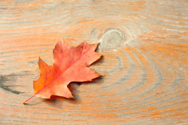 Feuille d'automne dorée — Photo