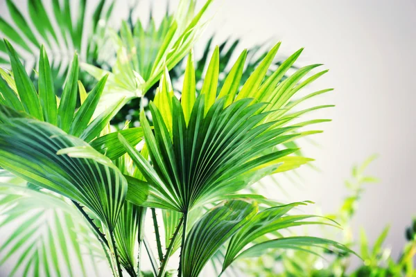 Green palm leaves — Stock Photo, Image