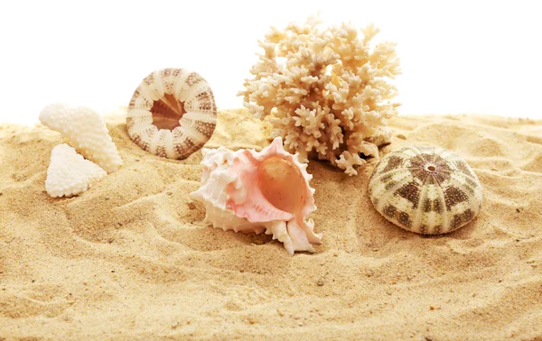 Schöne Muscheln und Korallen auf Sand — Stockfoto