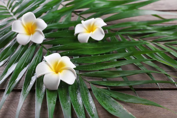 Frangipani blomma med palm lämnar — Stockfoto