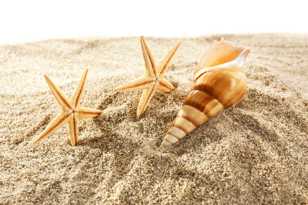 Sea stars and shells — Stock Photo, Image