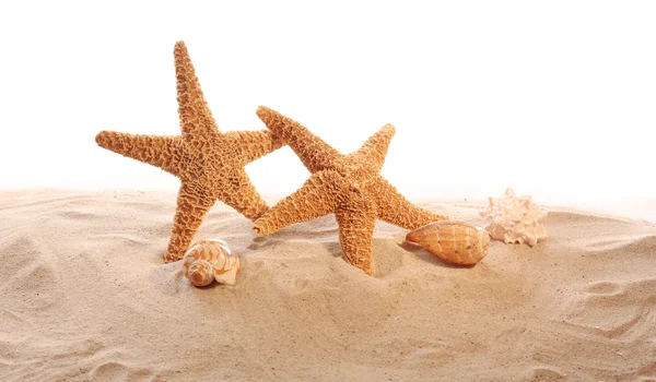 Sea shells on sand — Stock Photo, Image