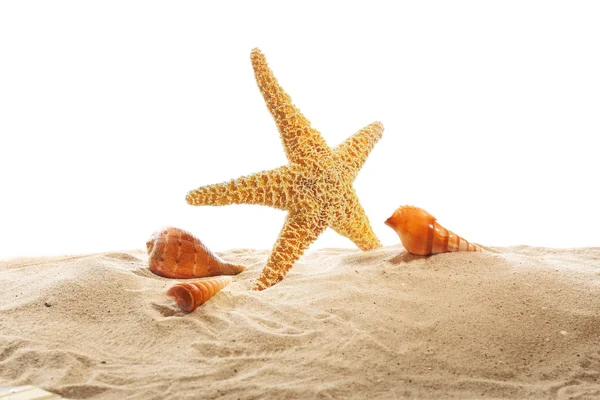 海洋之星和贝壳在沙滩上 — 图库照片