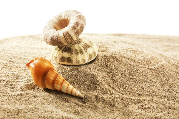Conchiglie di mare sulla sabbia — Foto Stock