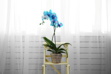 Mavi orkide çiçekleri iç