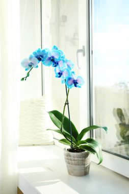 Mavi orkide çiçekleri iç