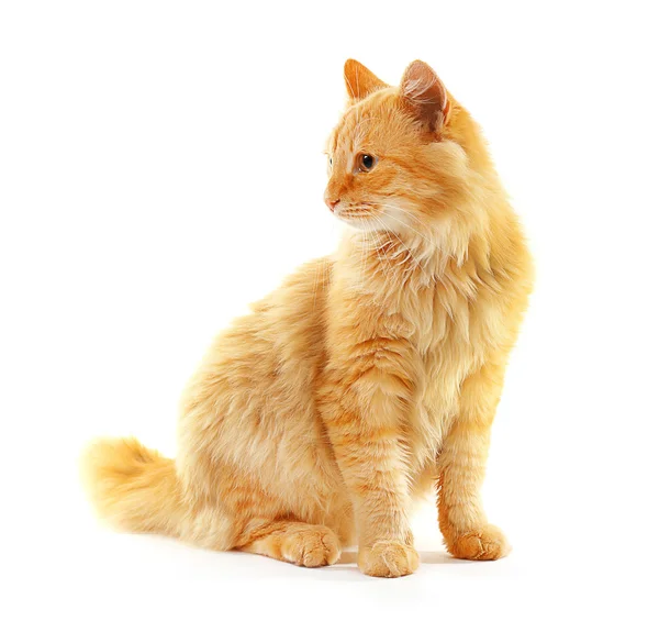 Nadýchaný červená kočka izolované — Stock fotografie