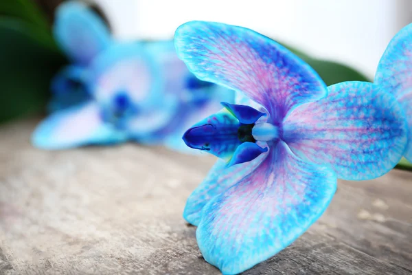 Beautiful blue orchid flowers — Stock Photo, Image