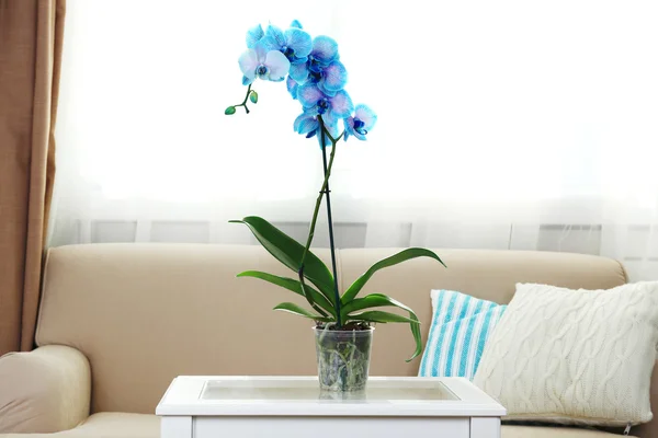 Blue orchid flowers in interior — Stock Photo, Image