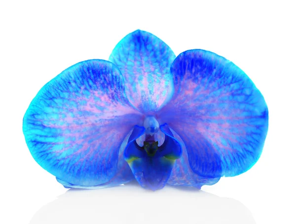 Schöne blaue Orchidee isoliert — Stockfoto