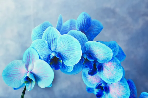 Belles fleurs d'orchidée bleue — Photo