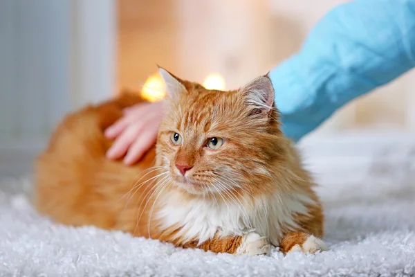 Mão do homem acariciando gato vermelho — Fotografia de Stock