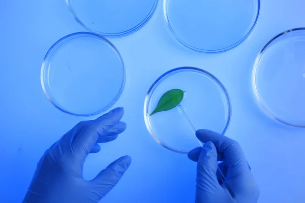 Petri dishes in laboratory — Stock Photo, Image