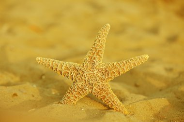 Büyük güzel starfishes  