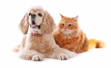 Amerikan cocker spaniel ve kırmızı kedi