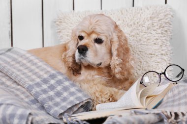 Kanepe üzerinde kitap ile köpek