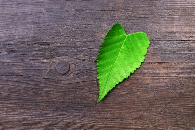 ahşap arka plan üzerinde yaprak