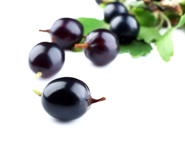 Wild black currant — Stock Photo, Image