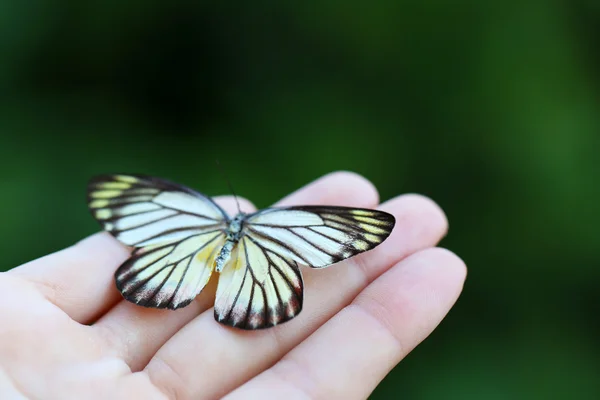 Барвистий метелик в руці — стокове фото