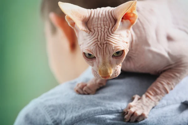 Adam omuzlarında oturan kedi sphynx — Stok fotoğraf