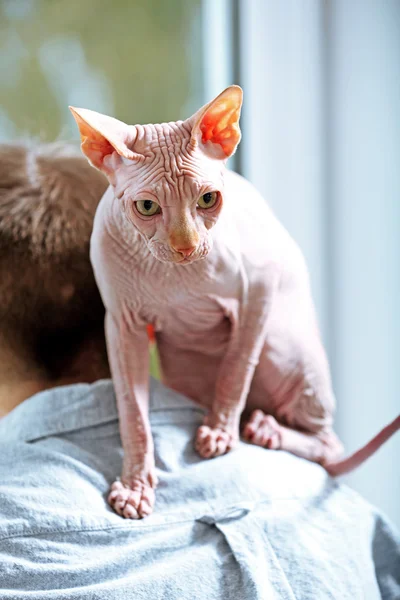 Adam omuzlarında oturan kedi sphynx — Stok fotoğraf