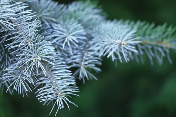 A fenyő ága — Stock Fotó