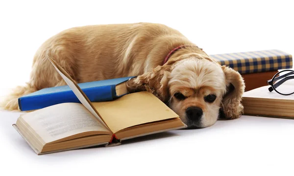 Köpek ve izole kitap — Stok fotoğraf