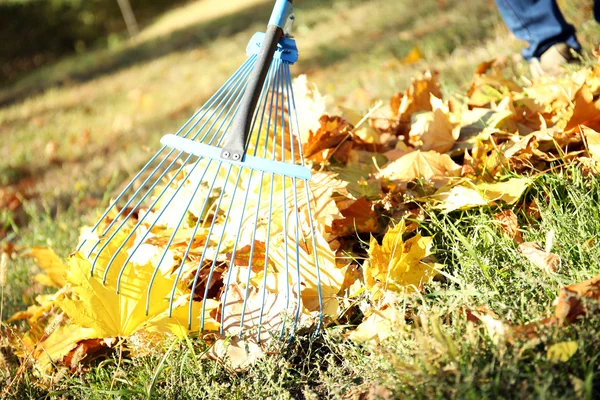 Raking fall leaves with rake — Stok Foto