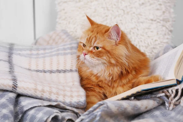 Gato rojo con libro en sofá —  Fotos de Stock