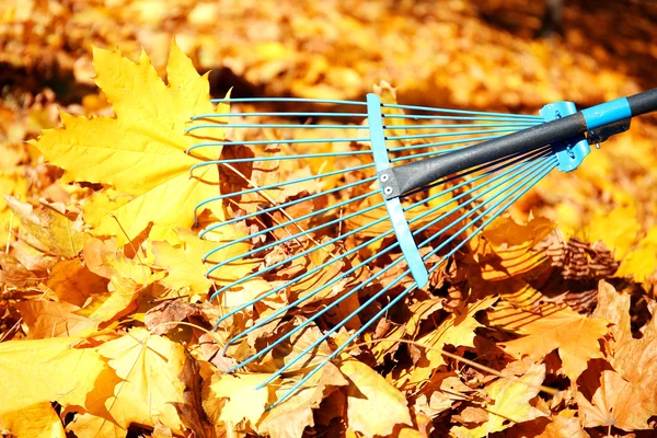 Wzrost spadek liści z prowizji — Zdjęcie stockowe