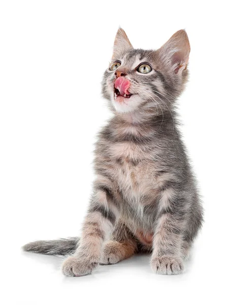 Χαριτωμένο μικρό γατάκι γκρι — Φωτογραφία Αρχείου