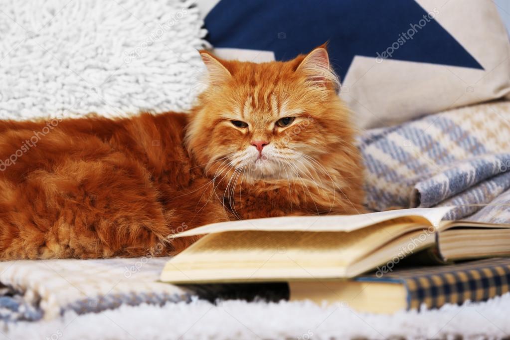 Red cat with books on sofa