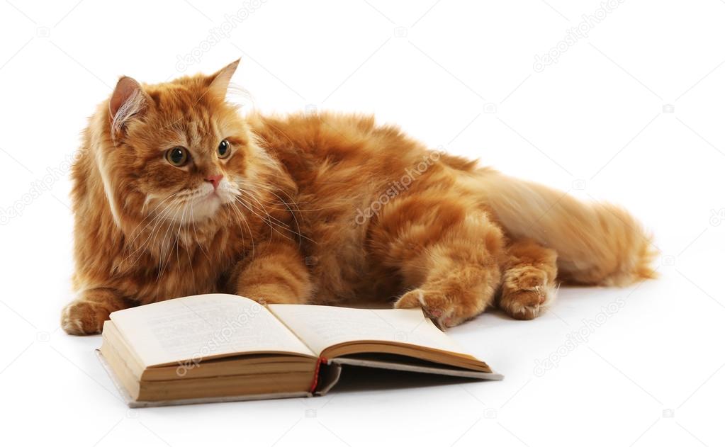 Red cat and book isolated