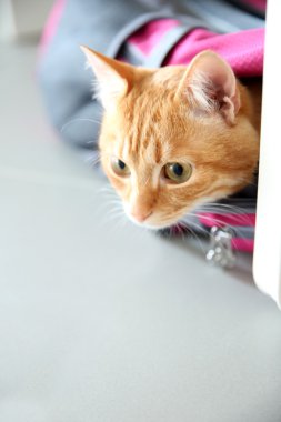 Spor çanta içinde kırmızı kedi