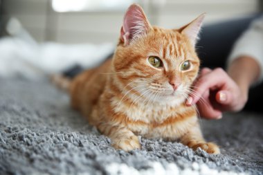 Kırmızı kedi yerde.