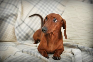 ekose Dachshund Köpek