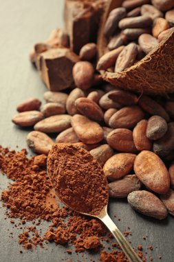 Aromatik kakao çekirdekleri ve gri arka plan üzerine çikolata ile kase, yakın çekim