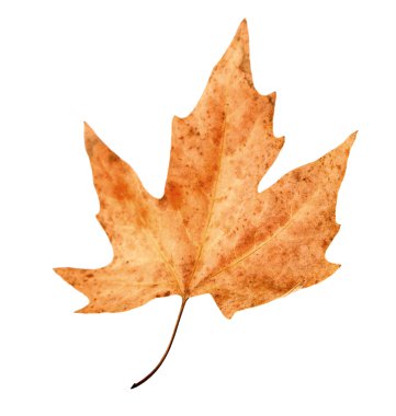 Kuru akçaağaç yaprağı