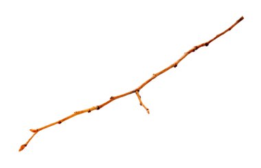 Kuru dal, üzerinde beyaz izole