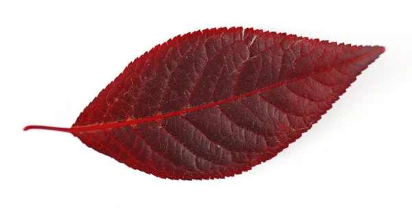 Hoja de otoño dorado — Foto de Stock