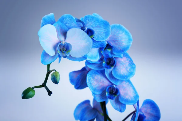 Schöne blaue Orchidee — Stockfoto