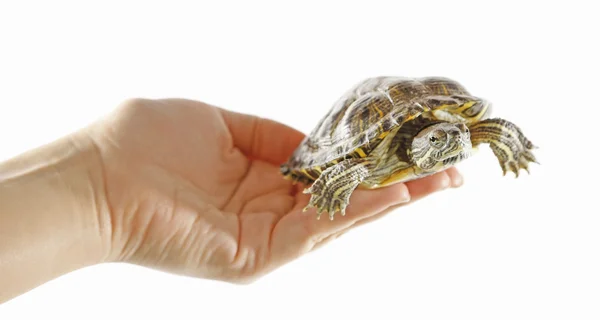 Tortue dans les mains de la femme — Photo